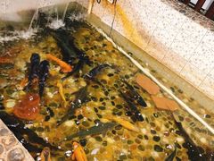 -白洋淀灶台鱼(名佳花园店)