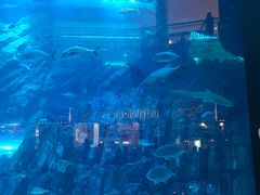 -迪拜水族馆及水下动物园
