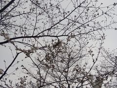 -武汉大学-樱园