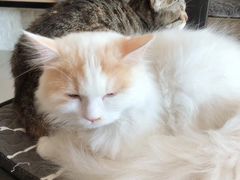-平行世界·猫咖(首经贸店)