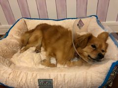 -欧奕国际动物医院