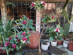 -梅陇花鸟市场-停车场