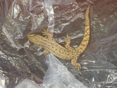 -石湾服务区-停车场