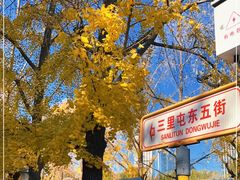-三里屯东五街银杏大道