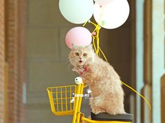 -超宠爱宠物摄影-Super pet