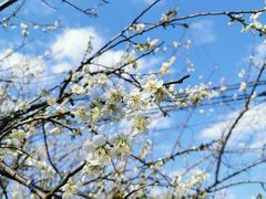 -广州市流溪河国家森林公园