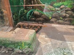 -上海大自然野生昆虫馆