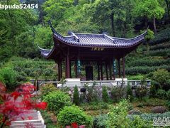 -十八棵（老龙井）御茶园(老龙井店)