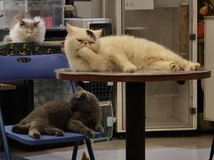 -平行世界·猫咖(首经贸店)
