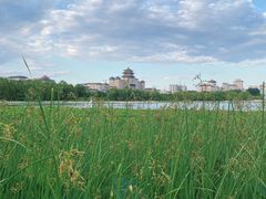 -莲花池公园