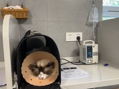 -伟伟宠物医院·CT影像中心·瑞派犬猫综合性门诊(汉口总院)