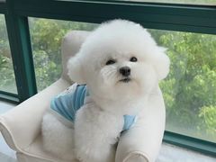 -翊宠yipet猫狗购宠庄园犬舍•猫舍