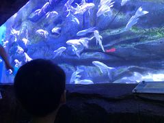 -芜湖新华联大白鲸海洋公园