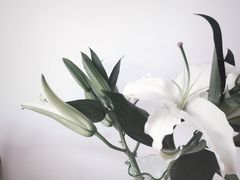 -Butchart布查德鲜花(花艺设计中心)