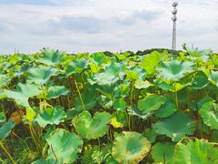 -嘉北郊野公园