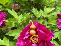 -国家植物园南园