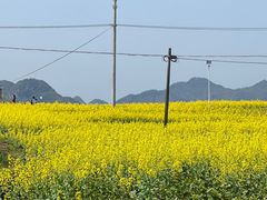 -桑洲油菜花景区