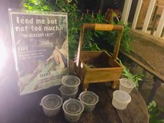-Fern Forest Cafe