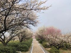 -梅花山(明孝陵内)