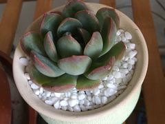 -龙大花卉苗木市场