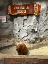 点击看大图 -Zoolung Zoolung动物主题公园(海信广场店)