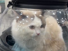 -瑞鹏宠物医院·普外科·影像科·皮肤科(城市山谷分院)