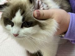 -瑞派康怡24h宠物医院·犬猫医疗中心·微创绝育(瑞景分院)