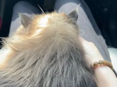 -悠尼宠物·独立低压伊珊娜洗护·美容·寄养(兰谷路店)