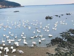 -烟墩角天鹅湖