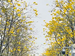 -洲头咀公园