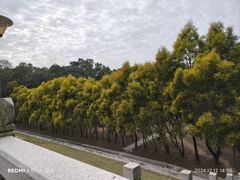 -中山市树木园