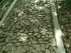 -上海佘山国家森林公园西佘山园