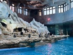 -帝企鹅自助餐厅•儿童岛•真企鹅(长隆企鹅酒店)