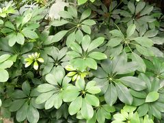-石家庄市植物园