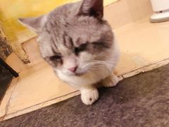 -猫色咖啡·猫咖