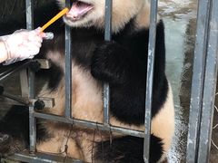-都江堰中华大熊猫苑