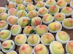 -南汇新场正宗水蜜桃采摘