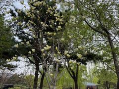 -北京西山国家森林公园