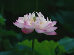 -黄兴公园