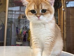 -这儿没有猫·猫咖萌宠馆·撸猫