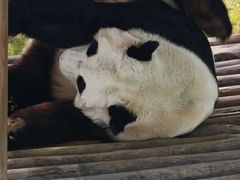 -栾川竹海野生动物园