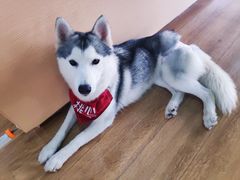 -Husky Go! 哈士奇体验馆·宠物咖啡厅狗咖