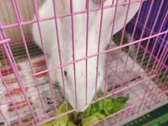 -岳合轩老北京涮肉