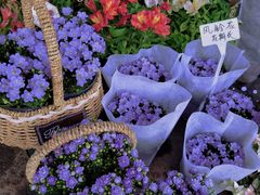 -三圣花乡旅游区