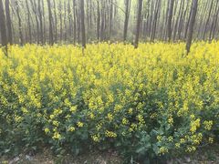 -合肥滨湖国家森林公园