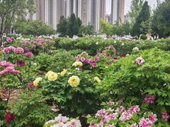 -曹州百花园