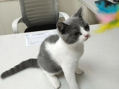 -宠颐生宠物医院·犬猫全科·皮肤科(商业街店)