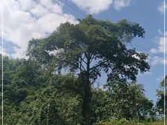 -西双版纳原始森林公园