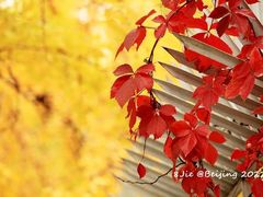 -三里屯东五街银杏大道