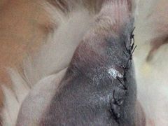 -瑞派紫金宠物医院24小时·骨科·中兽医·重症转诊中心(番禺大石院)